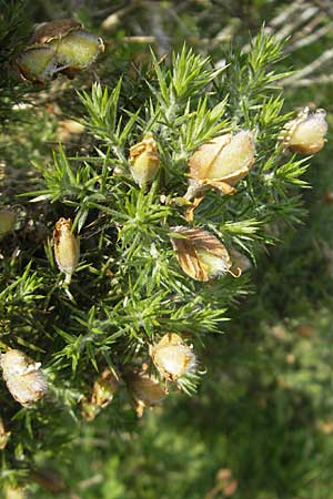 Ulex europaeus \ Europischer Stechginster / Gorse, IRL County Galway, Lough Corrib 17.6.2012