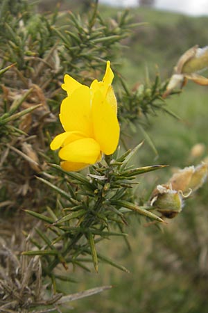 Ulex europaeus \ Europischer Stechginster / Gorse, IRL Connemara, Recess 17.6.2012