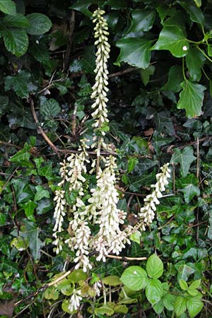 Umbilicus rupestris \ Hngendes Nabelkraut / Navelwort, IRL County Kerry, Glenbeigh 16.6.2012