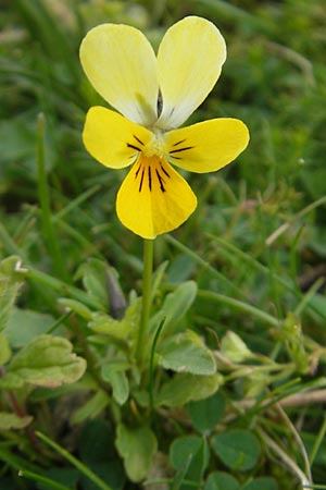 Viola tricolor subsp. curtisii \ Dnen-Stiefmtterchen / Seaside Pansy, Sand Pansy, IRL County Sligo, Mullaghmore 18.6.2012