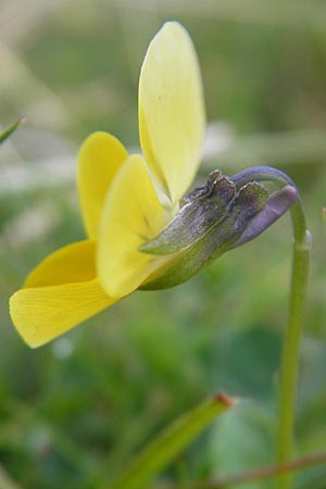 Viola tricolor subsp. curtisii \ Dnen-Stiefmtterchen, IRL County Sligo, Mullaghmore 18.6.2012