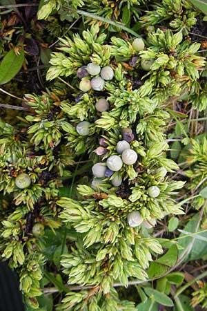 Juniperus communis subsp. nana \ Zwerg-Wacholder / Alpine Juniper, IRL County Donegal, Cruit Island 18.6.2012