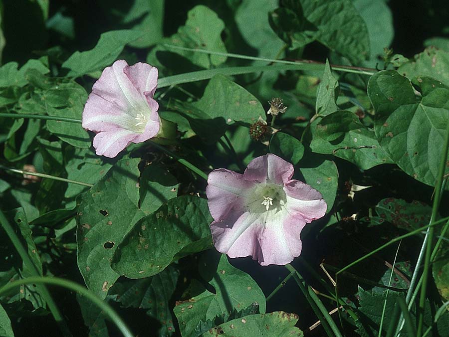 Calystegia sepium subsp. roseata / Bindweed, IRL County Kerry, Skellig Ring 13.8.2005