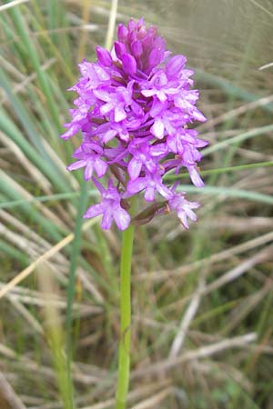 Anacamptis pyramidalis \ Pyramidenorchis, Hundswurz, IRL  Burren, Fanore 15.6.2012 