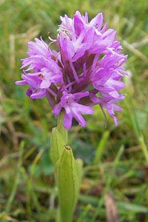 Anacamptis pyramidalis \ Pyramidenorchis, Hundswurz, IRL  County Sligo, Mullaghmore 18.6.2012 