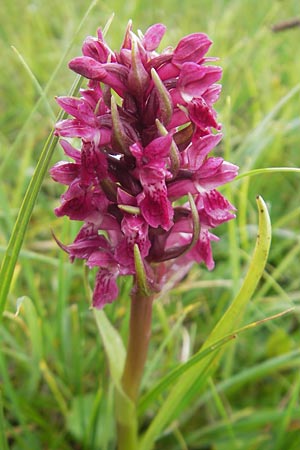 Dactylorhiza coccinea / Dune Marsh Orchid, IRL  County Sligo, Mullaghmore 18.6.2012 