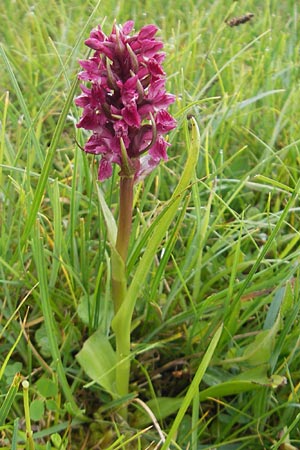 Dactylorhiza coccinea \ Dünen-Fingerwurz / Dune Marsh Orchid, IRL  County Sligo, Mullaghmore 18.6.2012 