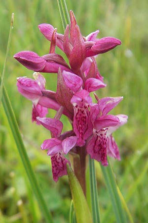 Dactylorhiza coccinea \ Dünen-Fingerwurz / Dune Marsh Orchid, IRL  County Sligo, Mullaghmore 18.6.2012 