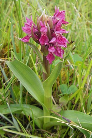 Dactylorhiza coccinea / Dune Marsh Orchid, IRL  County Sligo, Mullaghmore 18.6.2012 