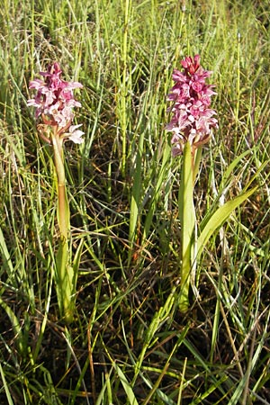 Dactylorhiza coccinea / Dune Marsh Orchid, IRL  County Sligo, Lough Talt 19.6.2012 