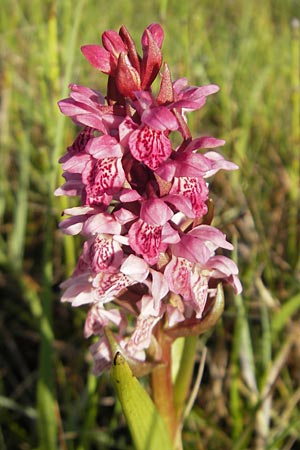 Dactylorhiza coccinea \ Dünen-Fingerwurz / Dune Marsh Orchid, IRL  County Sligo, Lough Talt 19.6.2012 