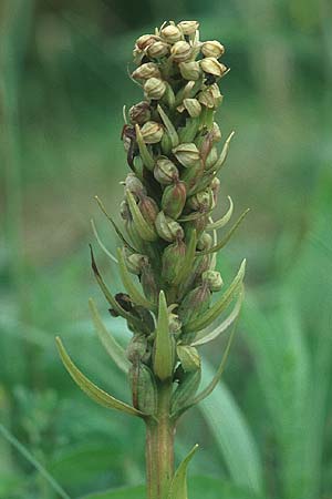 Coeloglossum viride / Frog Orchid (seed stem), IRL  Burren 10.8.2005 