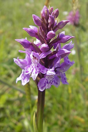 Dactylorhiza hebridensis \ Hebriden-Fingerwurz, Hebriden-Knabenkraut / Hebridean Spotted Orchid, IRL  Connemara, Ballyconneely 17.6.2012 