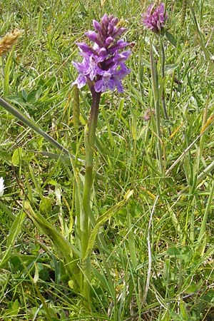 Dactylorhiza hebridensis \ Hebriden-Fingerwurz, Hebriden-Knabenkraut / Hebridean Spotted Orchid, IRL  Connemara, Ballyconneely 17.6.2012 