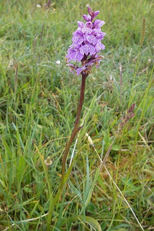 Dactylorhiza hebridensis \ Hebriden-Fingerwurz, Hebriden-Knabenkraut / Hebridean Spotted Orchid (?), IRL  County Sligo, Mullaghmore 18.6.2012 