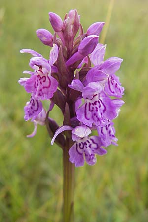 Dactylorhiza hebridensis \ Hebriden-Fingerwurz, Hebriden-Knabenkraut / Hebridean Spotted Orchid, IRL  County Sligo, Mullaghmore 18.6.2012 