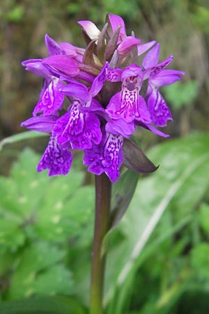 Dactylorhiza kerryensis \ Westliche Fingerwurz / Irish Marsh Orchid, IRL  County Kerry, Kells 16.6.2012 