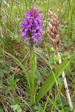 Dactylorhiza kerryensis / Irish Marsh Orchid, IRL  County Kerry, Waterville 16.6.2012 