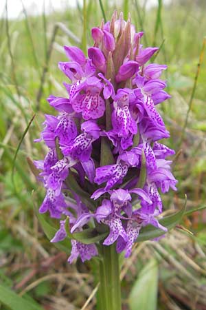 Dactylorhiza kerryensis / Irish Marsh Orchid, IRL  County Kerry, Waterville 16.6.2012 