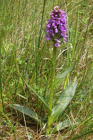 Dactylorhiza kerryensis / Irish Marsh Orchid, IRL  County Kerry, Waterville 16.6.2012 