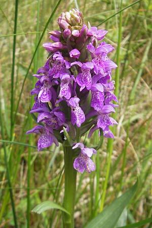 Dactylorhiza kerryensis / Irish Marsh Orchid, IRL  County Kerry, Waterville 16.6.2012 