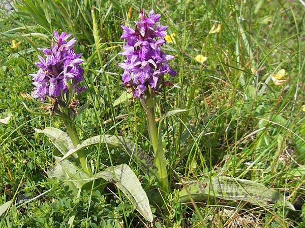 Dactylorhiza kerryensis \ Westliche Fingerwurz / Irish Marsh Orchid, IRL  Connemara, Recess 17.6.2012 