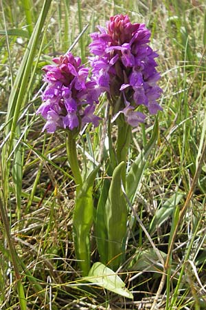 Dactylorhiza kerryensis \ Westliche Fingerwurz / Irish Marsh Orchid, IRL  Connemara, Recess 17.6.2012 