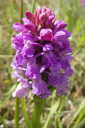 Dactylorhiza kerryensis \ Westliche Fingerwurz / Irish Marsh Orchid, IRL  Connemara, Recess 17.6.2012 