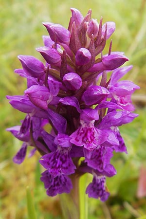 [click] Dactylorhiza purpurella, IRL ,  Donegal Airport 18.6.2012 