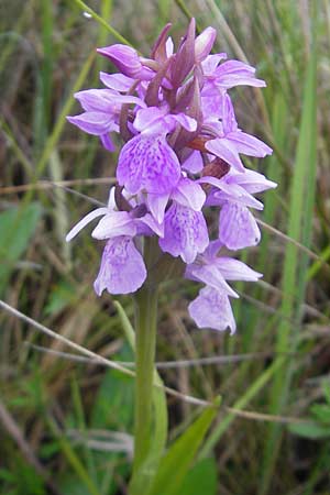 Dactylorhiza traunsteinerioides \ Traunsteiner-ähnliche Fingerwurz / Pugsley's Marsh Orchid, IRL  Burren, Killinaboy 15.6.2012 