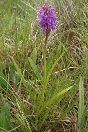 Dactylorhiza traunsteinerioides \ Traunsteiner-ähnliche Fingerwurz / Pugsley's Marsh Orchid, IRL  Burren, Killinaboy 15.6.2012 