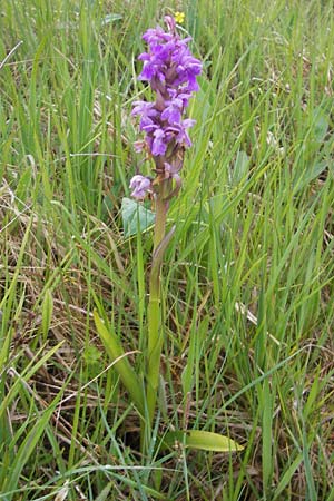 Dactylorhiza traunsteinerioides \ Traunsteiner-ähnliche Fingerwurz / Pugsley's Marsh Orchid, IRL  Burren, Killinaboy 15.6.2012 