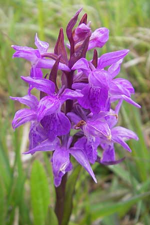 Dactylorhiza traunsteinerioides \ Traunsteiner-ähnliche Fingerwurz / Pugsley's Marsh Orchid, IRL  Burren, Killinaboy 15.6.2012 