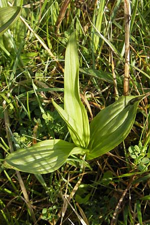 Epipactis palustris \ Echte Sumpfwurz, Sumpf-Ständelwurz, IRL  County Sligo, Lough Talt 19.6.2012 