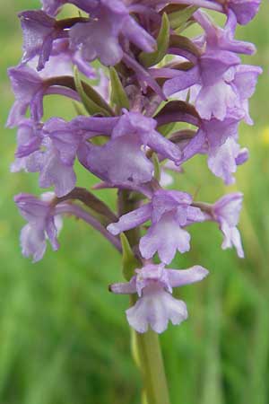 Gymnadenia conopsea subsp. densiflora / Dense-Flowered Fragrant Orchid, IRL  Burren, Killinaboy 15.6.2012 