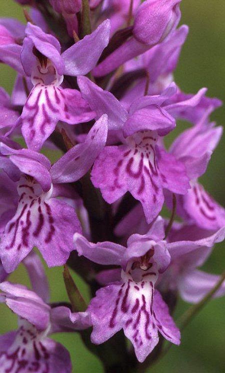 Dactylorhiza hebridensis \ Hebriden-Fingerwurz, Hebriden-Knabenkraut / Hebridean Spotted Orchid, IRL  Dunglow 10.8.2002 (Photo: Helmut Presser)