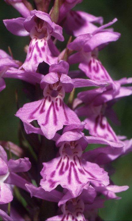 Dactylorhiza hebridensis \ Hebriden-Fingerwurz, Hebriden-Knabenkraut / Hebridean Spotted Orchid, IRL  Dunglow 10.8.2002 (Photo: Helmut Presser)