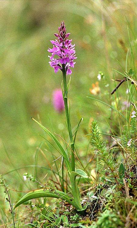 Dactylorhiza hebridensis \ Hebriden-Fingerwurz, Hebriden-Knabenkraut / Hebridean Spotted Orchid, IRL  Dunglow 10.8.2002 (Photo: Helmut Presser)