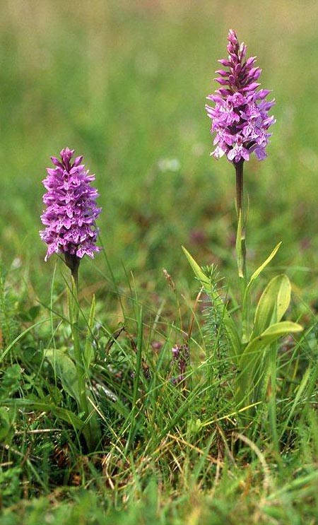 Dactylorhiza hebridensis \ Hebriden-Fingerwurz, Hebriden-Knabenkraut / Hebridean Spotted Orchid, IRL  Dunglow 10.8.2002 (Photo: Helmut Presser)