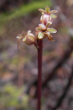 Listera cordata \ Kleines Zweiblatt / Lesser Twayblade, IRL  County Donegal, Horn Head 18.6.2012 