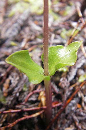 Listera cordata \ Kleines Zweiblatt / Lesser Twayblade, IRL  County Donegal, Horn Head 18.6.2012 