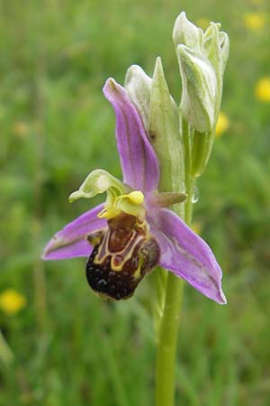 Ophrys apifera \ Bienen-Ragwurz / Bee Orchid, IRL  Burren, Killinaboy 15.6.2012 