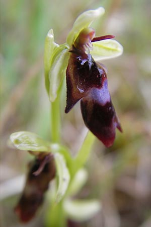 Ophrys insectifera \ Fliegen-Ragwurz, IRL  Burren, Killinaboy 15.6.2012 
