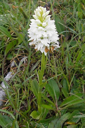 Dactylorhiza okellyi \ O'Kellys Fingerwurz, O'Kellys Knabenkraut / O'Kelly's Orchid, IRL  Burren, Fanore 15.6.2012 