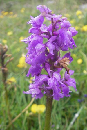 Orchis mascula / Early Purple Orchid, IRL  Burren, Killinaboy 15.6.2012 
