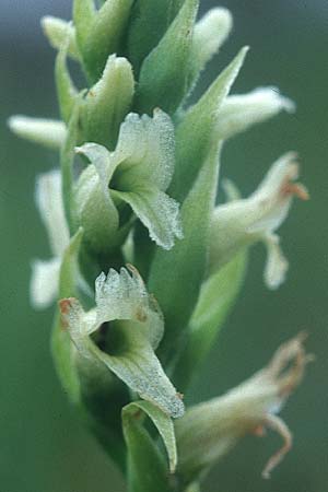 Spiranthes romanzoffiana \ Irische Drehwurz / Irish Lady's-Tresses, IRL  County Galway, Lough Corrib 9.8.2005 