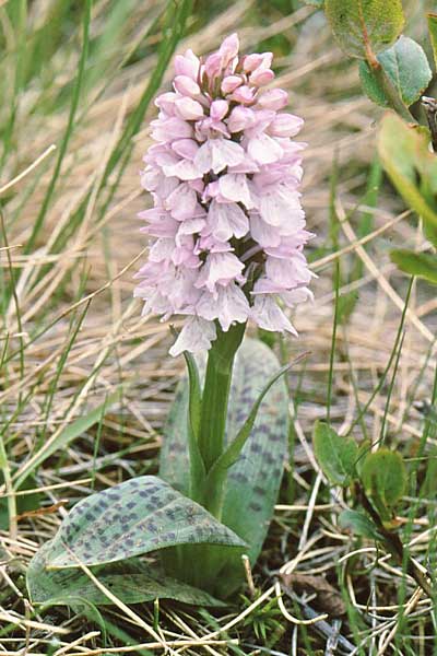 Dactylorhiza islandica / Iceland Orchid, Iceland,  Drangnes 8.7.2002 (Photo: Jan & Liesbeth Essink)