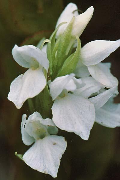 Dactylorhiza islandica / Iceland Orchid (Color-Variant), Iceland,  Olafsfjordur 5.7.2002 (Photo: Jan & Liesbeth Essink)