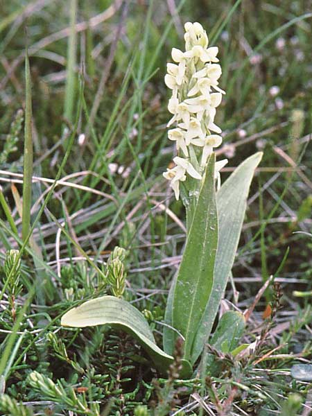 Platanthera hyperborea \ Nördliche Waldhyazinthe / Northern Green Orchid, Island/Iceland,  Asbyrgi 2.7.2002 (Photo: Jan & Liesbeth Essink)