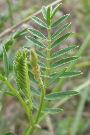 Astragalus onobrychis \ Esparsetten-Tragant, Langfahnen-Tragant / Sainfoin Milk-Vetch, I Isola dei Morti 26.6.2010